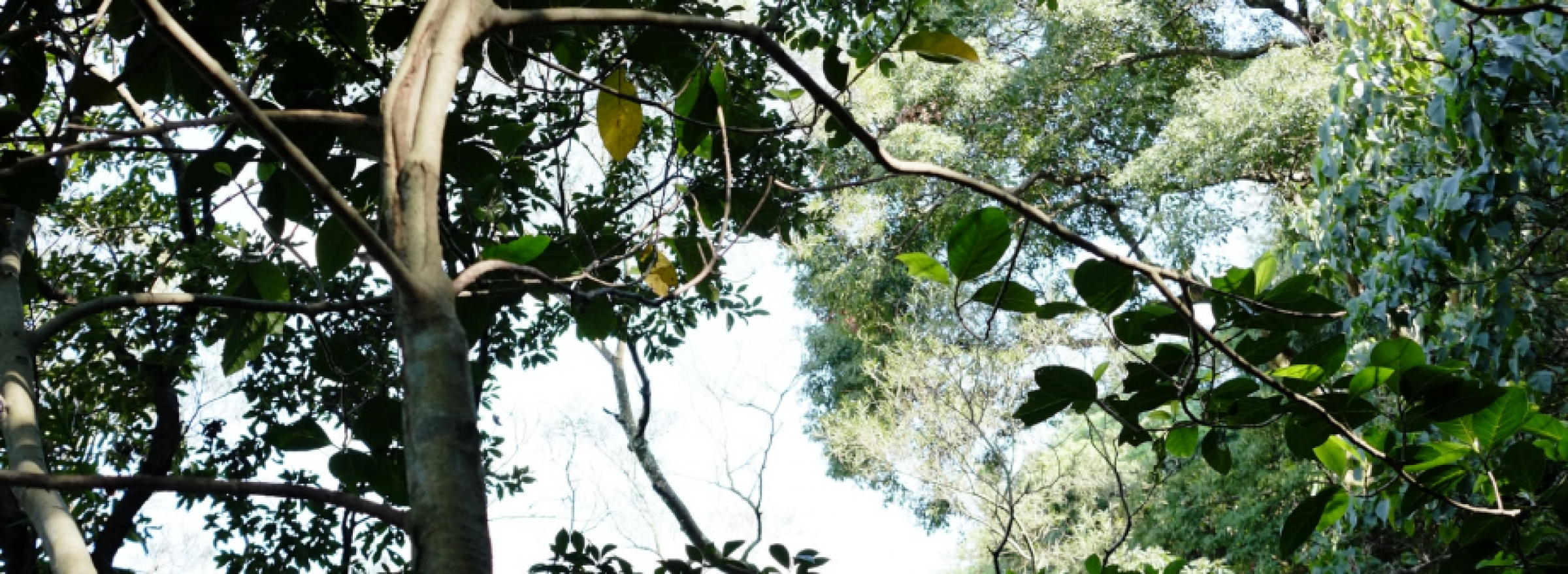 Covid-19 Güncellemeleri